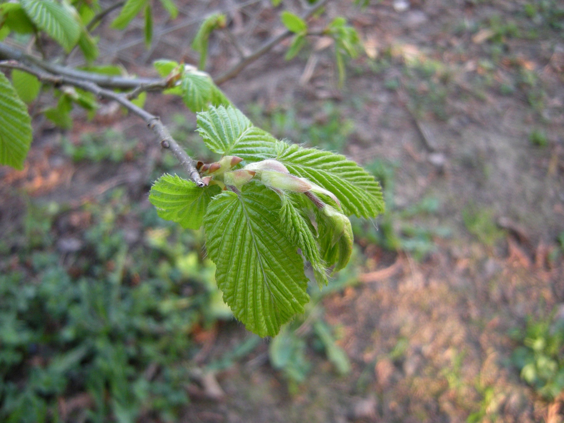 Carpinus betulus VkG 4, 5, 6 (Hainbuche, Weißbuche)