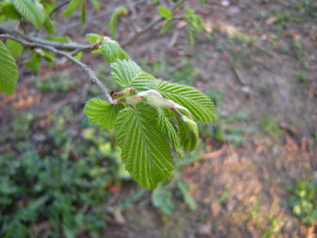 Carpinus betulus VkG 4, 5, 6 mit Belaubung, erhältlich von 50-80 bis 450-650 cm ;;ab 1,34 Euro