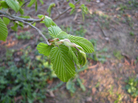 Carpinus betulus VkG 1 mit Belaubung, erhältlich von 50-80 bis 450-650 cm ;;ab 1,34 Euro