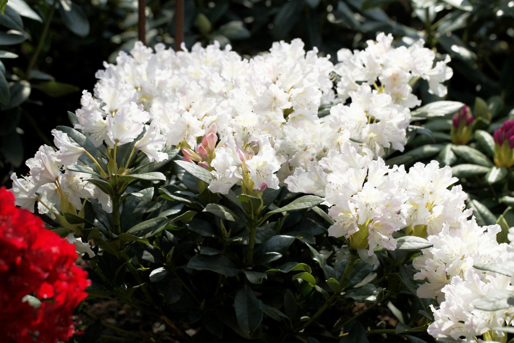 Rhododendron Hybr. 'Cunningham's White' (Rhododendron-Hybride 'Cunningham's White')