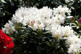 Rhododendron Hybr. 'Cunningham's White' mit Blüte, erhältlich von 30-40 bis 90-100 cm ;;ab 27,40 Euro