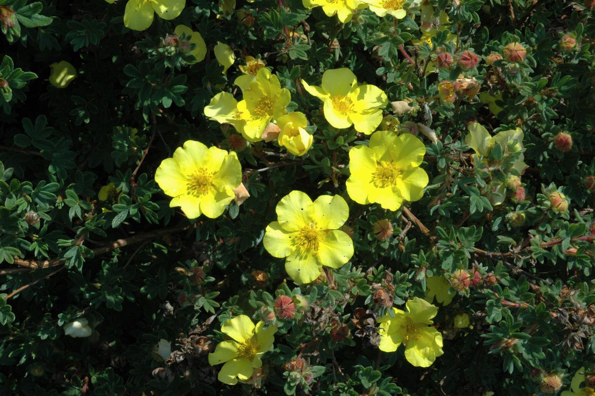 Potentilla 'Elizabeth' mit Blüte, erhältlich von 20-30 bis 40-60 cm ;;ab 4,10 Euro