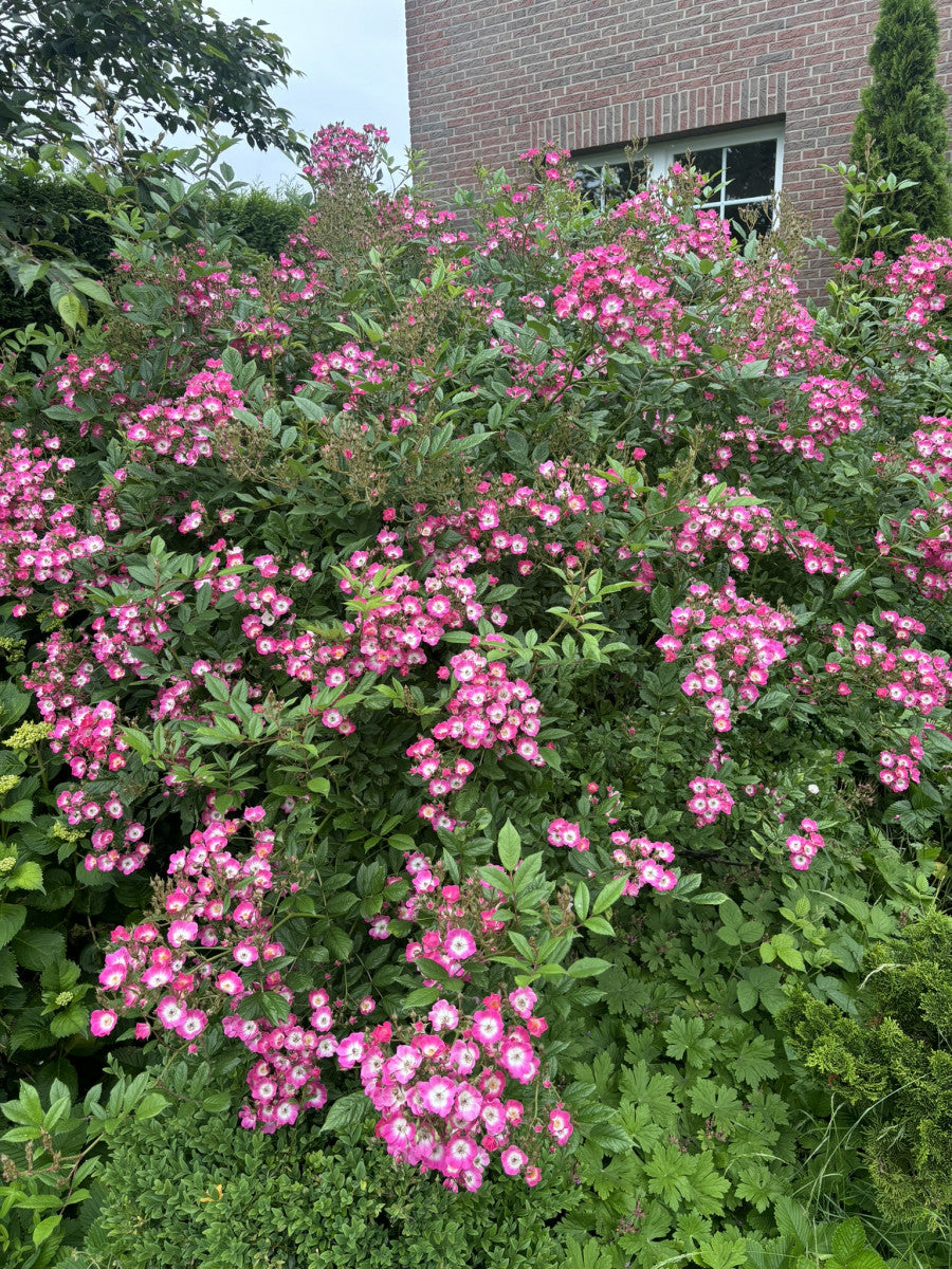 Rosa 'Mozart' STR (Strauchrose 'Mozart')