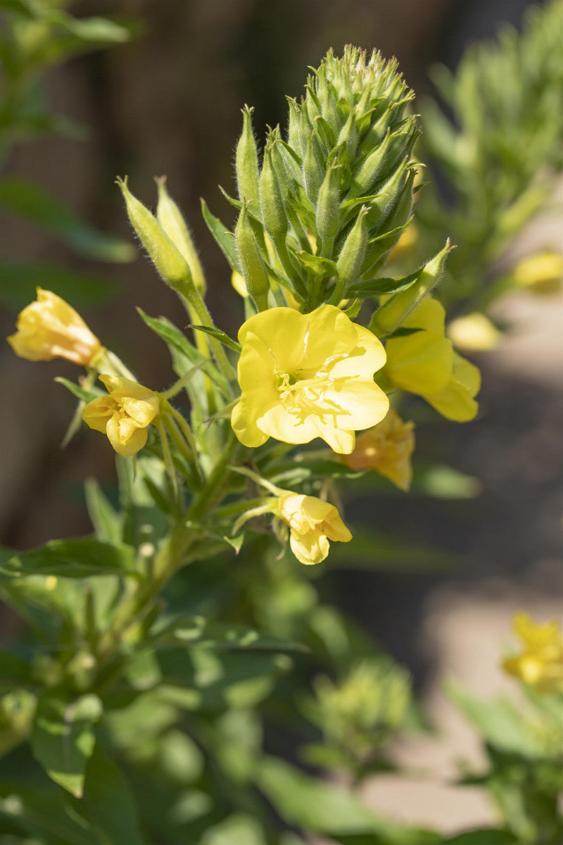 Oenothera biennis (Zweijährige Nachtkerze)