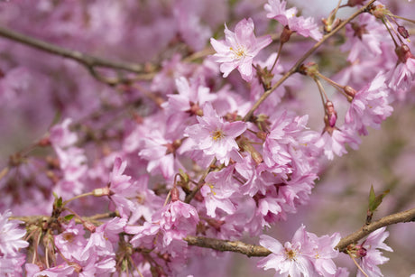 Prunus subhirtella 'Fukubana' mit Blüte, erhältlich von 60-100 bis 450-650 cm ;;ab 16,60 Euro