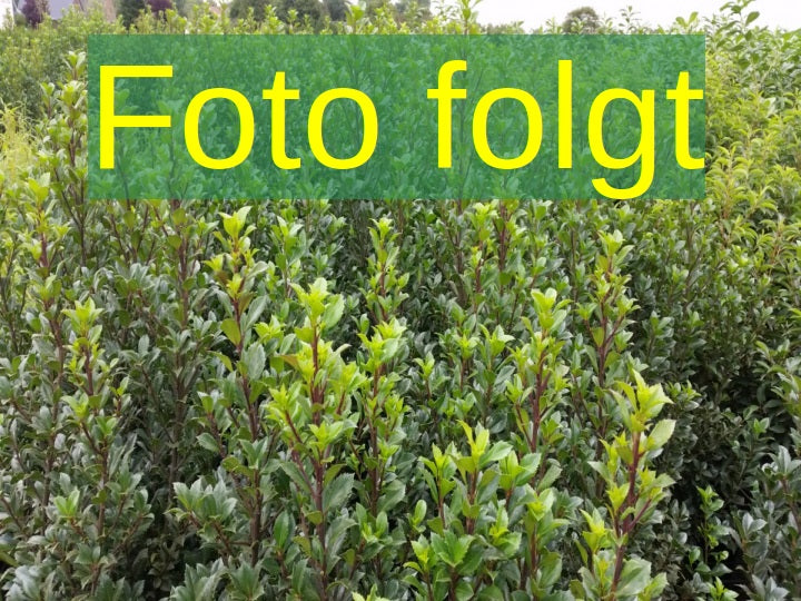 Ilex aquif. 'Atlas' (Stechpalme 'Atlas')