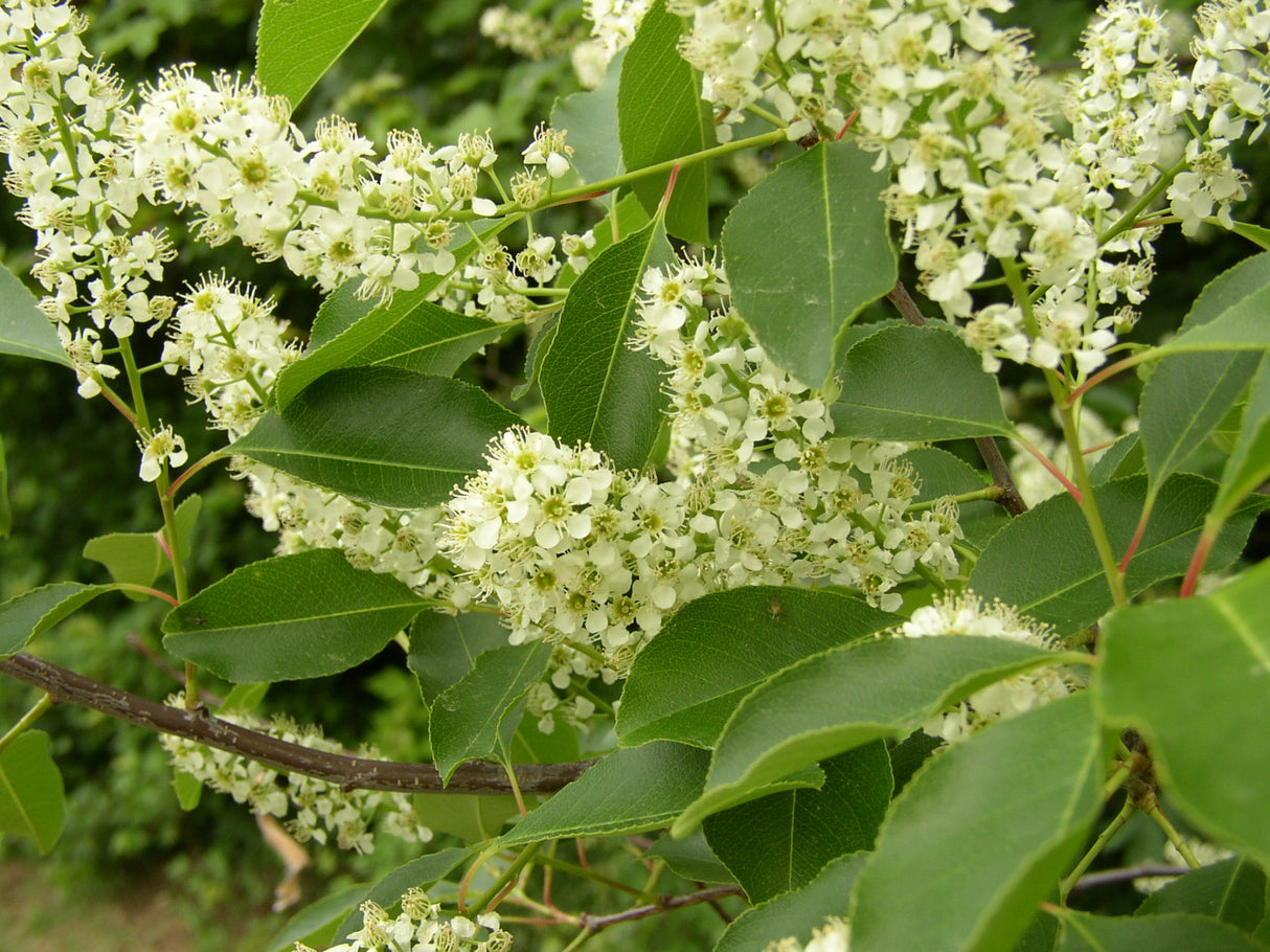 Prunus padus VkG 6 mit Blüte ; Einsatz: Heckenpflanze ; Pluspunkt: pflegeleicht;;mit zeitnaher Lieferung