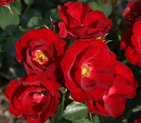 Rosa 'Marondo' BDR mit Blüte ;;ab 5,50 Euro