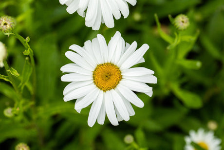 Leucanth. x sup. 'Silberprinzesschen', gen. mit Blüte ;;ab 3,55 Euro