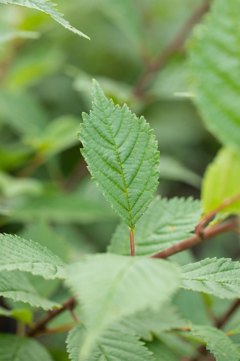 Ulmus hollandica 'Lobel' mit Sommerbelaubung, erhältlich von 270-330 bis 450-650 cm ;;ab 248,00 Euro