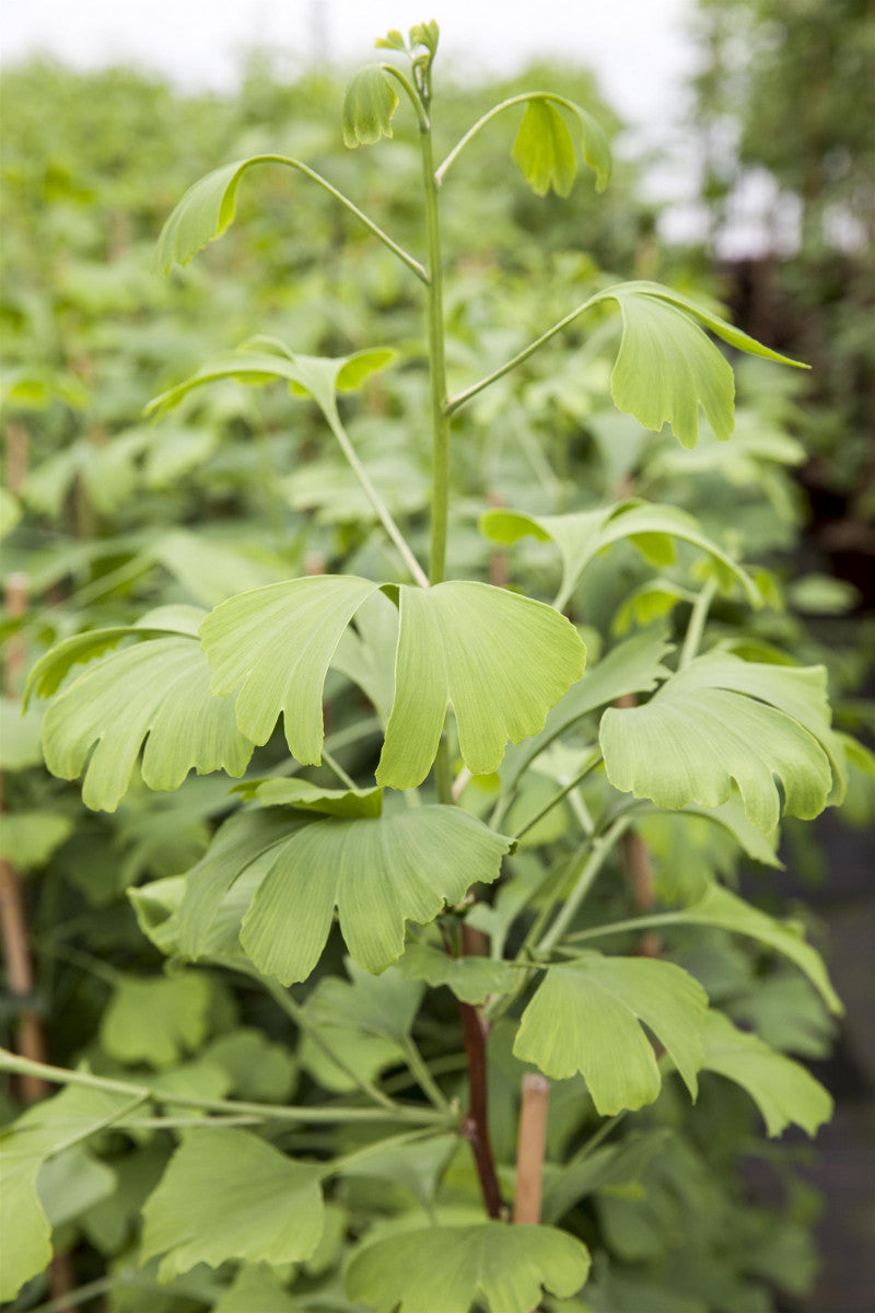 Ginkgo biloba 'Fastigiata' , erhältlich von 40-60 bis 125-150 cm ;;ab 55,00 Euro