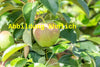 Malus 'Geheimrat Dr. Oldenburg' (Apfel 'Geheimrat Dr. Oldenburg' mittel)