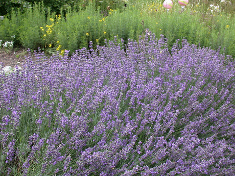 Echter Lavendel als Pflanze im Beet ; Einsatz: Steingarten ; Pluspunkt: winterhart;;günstig mit Qualität