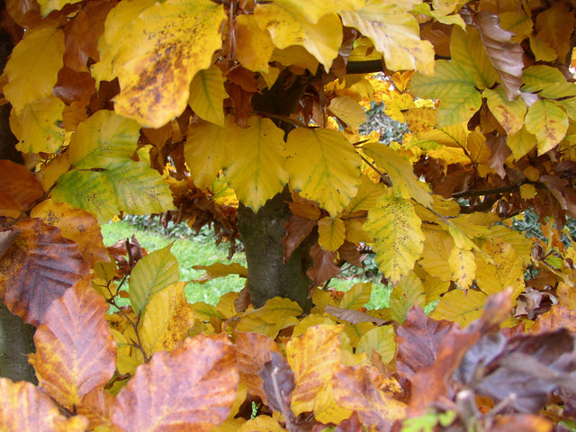 Fagus sylvatica VkG 4 mit Herbstlaub, erhältlich von 50-80 bis 450-650 cm ;;ab 1,46 Euro