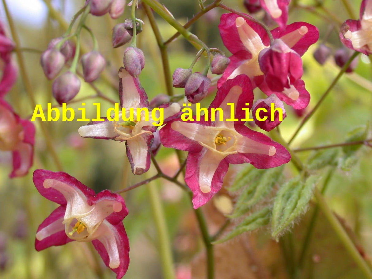 Epimedium x rubrum 'Galadriel' (Rotblühende Elfenblume)