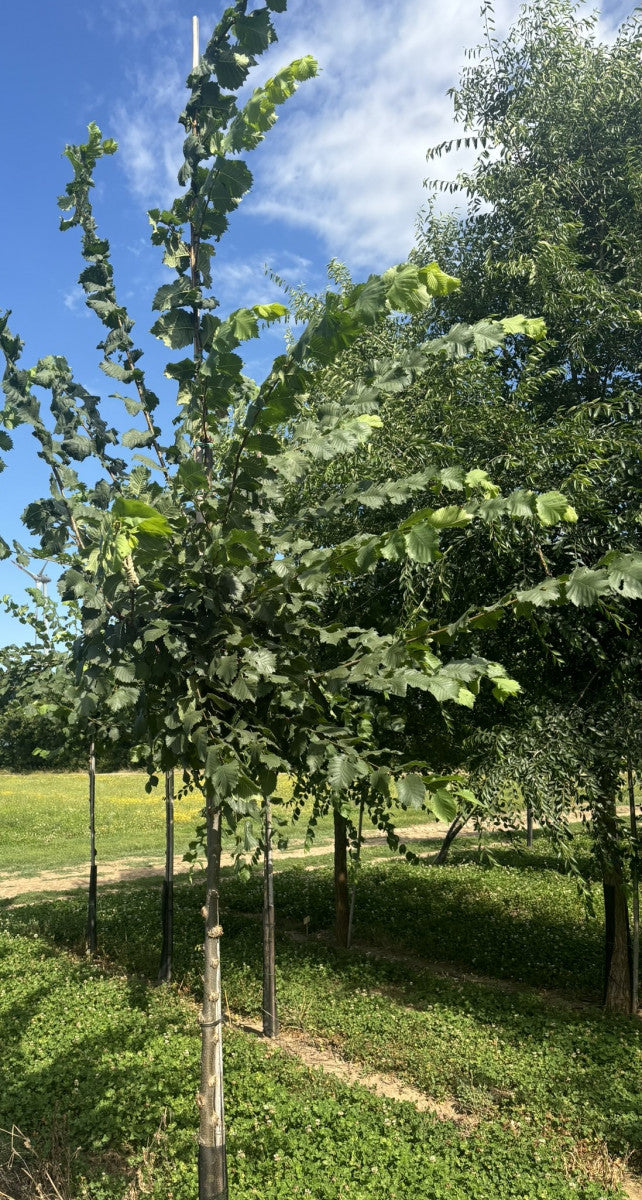 Scots Elm ; Pluspunkt: winterhart;;mit zeitnaher Lieferung