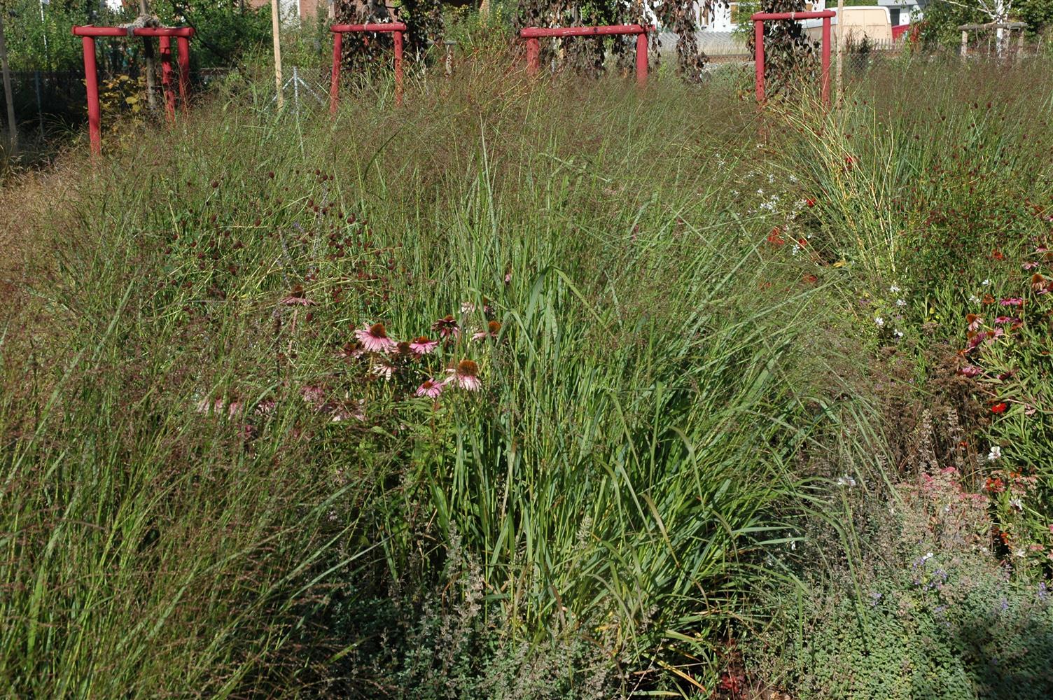 Panicum virgatum 'Squaw' (Garten-Ruten-Hirse)