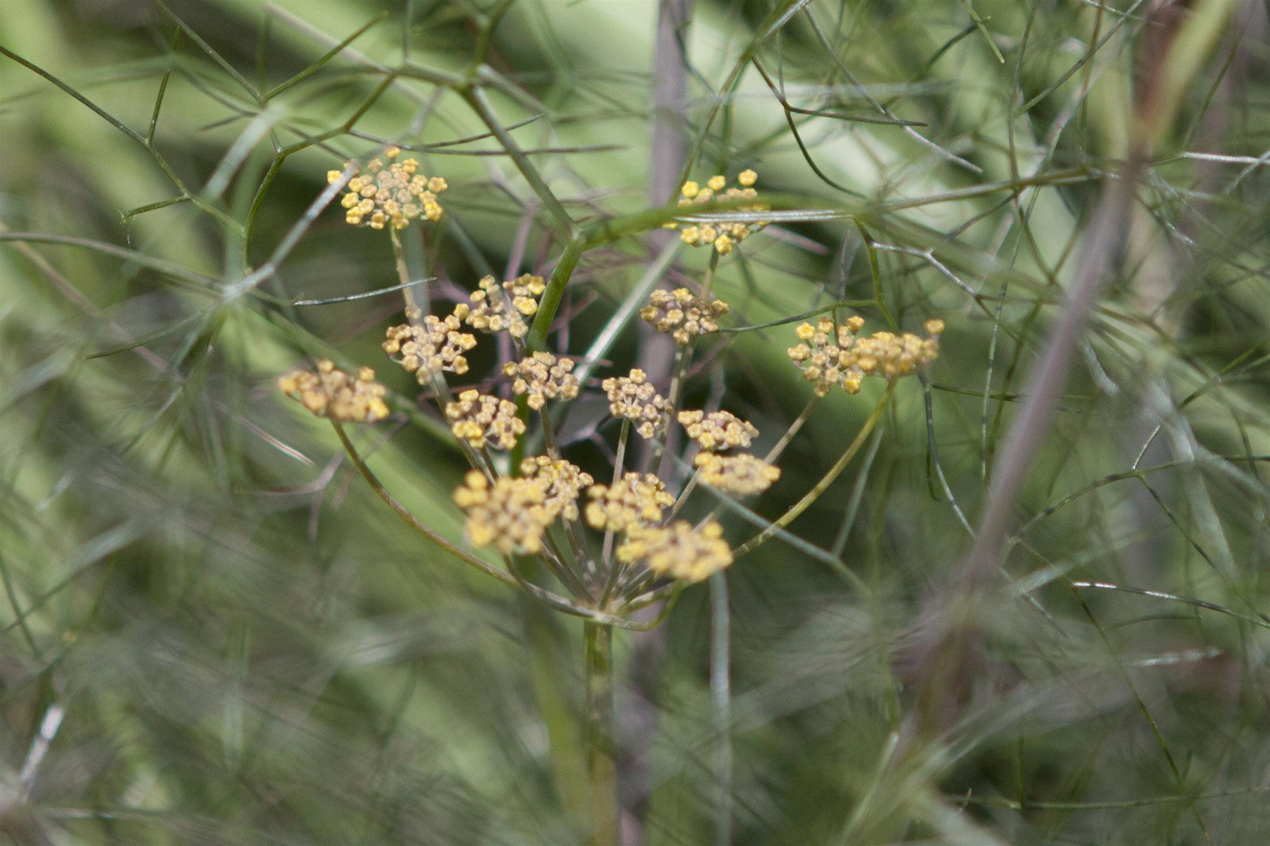 Foeniculum vulgare 'Rubrum' (Rotlaubiger Garten-Fenchel)