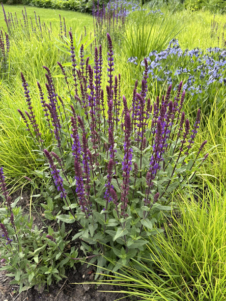 Salvia nemorosa 'Ostfriesland' mit Blüte ;;ab 3,10 Euro