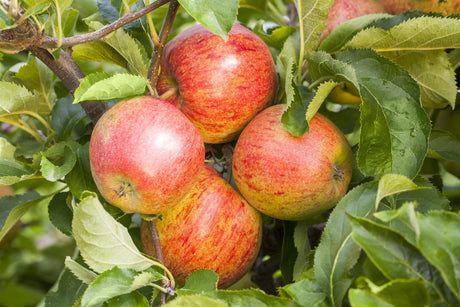 Malus 'Jonagored' mit Früchten, erhältlich von 150-200 bis 450-650 cm ;;ab 42,80 Euro