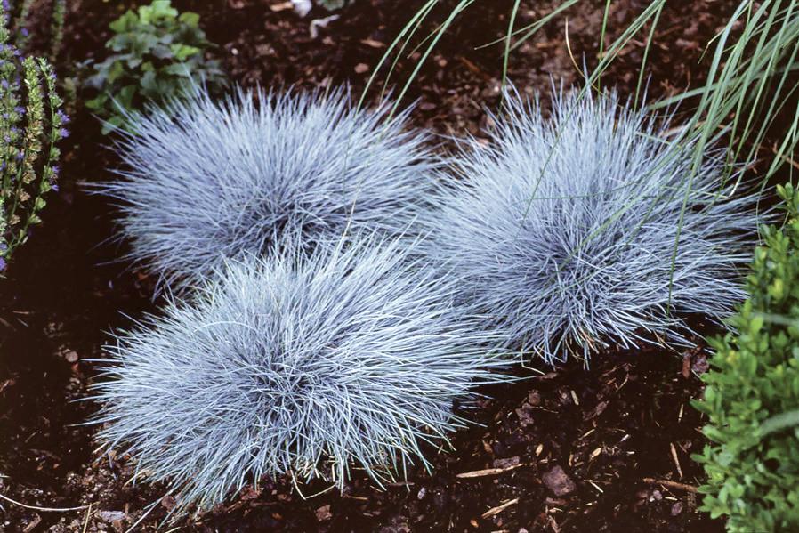 Festuca ovina 'Eisvogel' (Garten-Schaf-Schwingel)