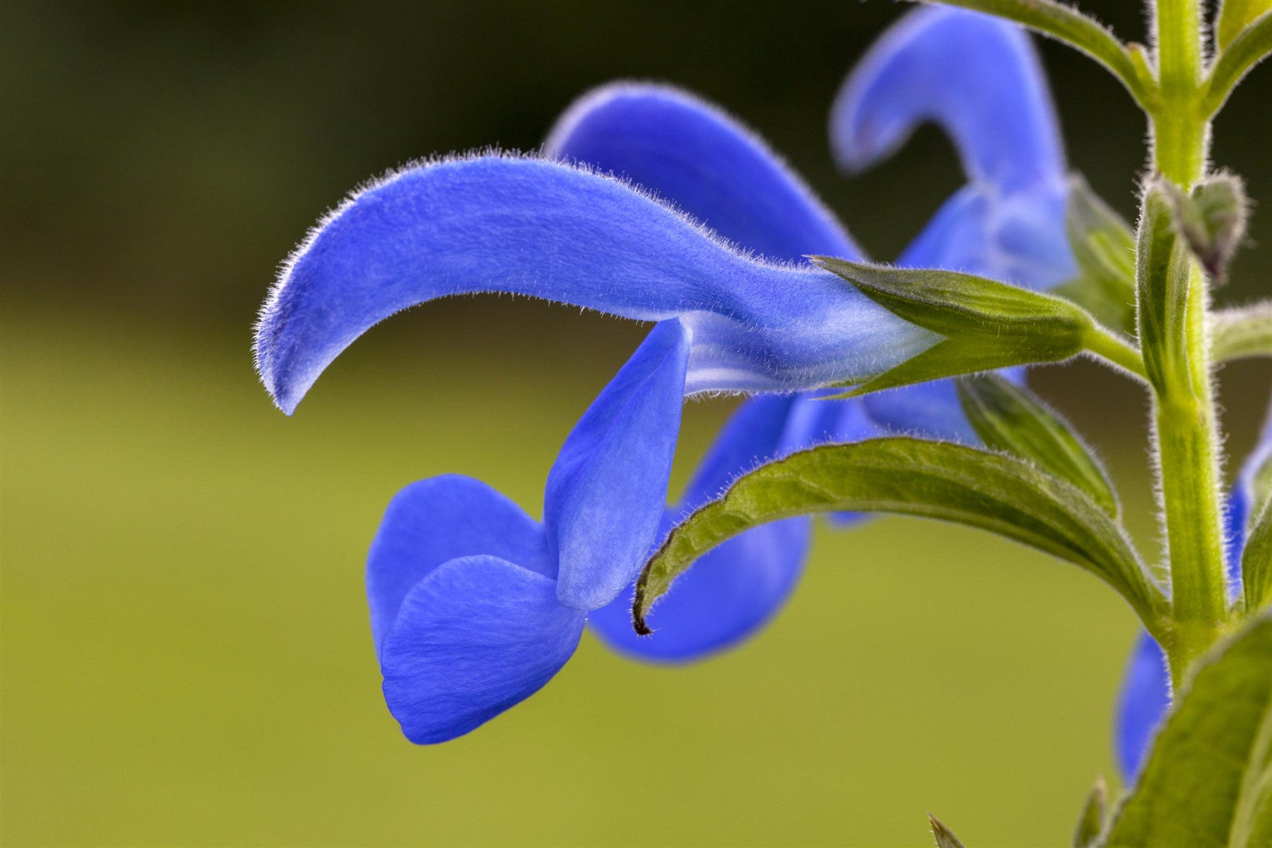 Salvia pratensis (Wiesen-Salbei)