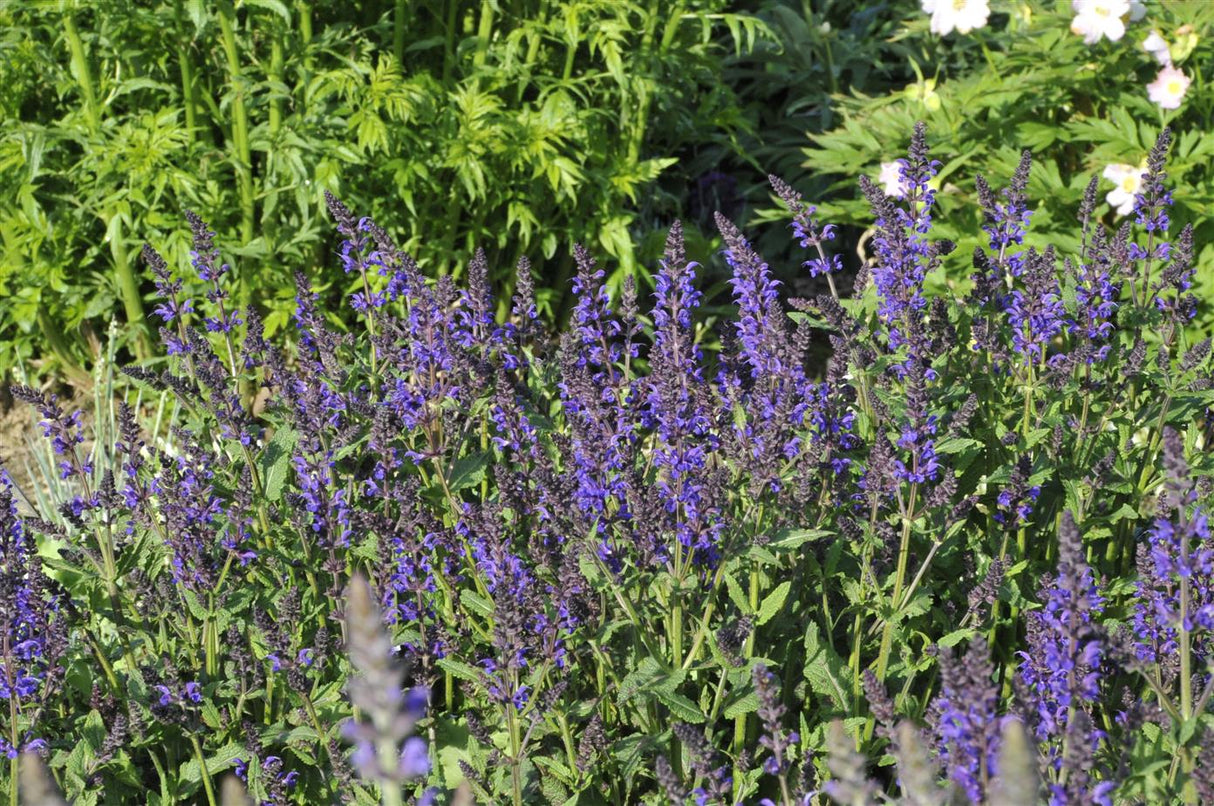 Salvia nemorosa 'Viola Klose' als Pflanze im Beet ;;ab 4,30 Euro