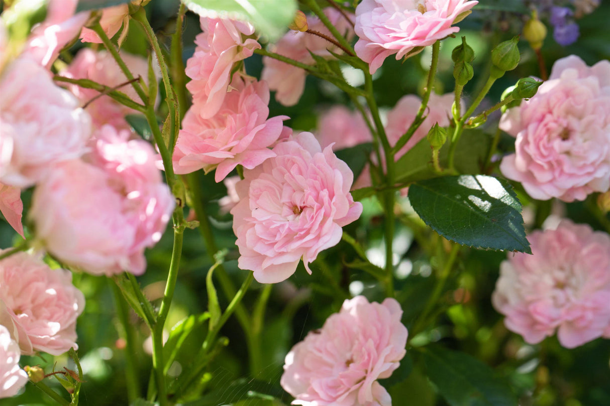 Rosa 'The Fairy' BDR mit Blüte ; Einsatz: Rabatten ;;Pflanzen vom Profi