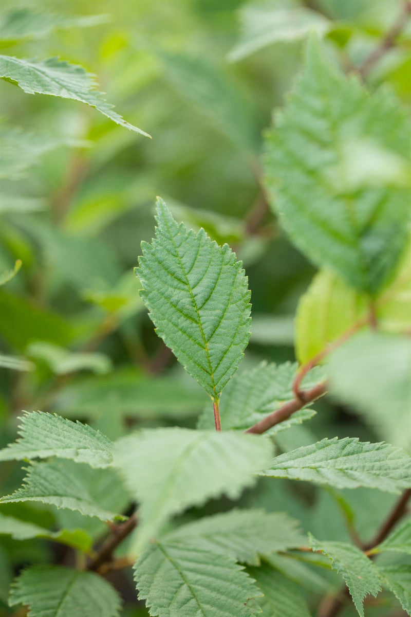 Ulmus laevis VkG 3 mit Belaubung, erhältlich von 50-80 bis 450-650 cm ;;ab 2,35 Euro