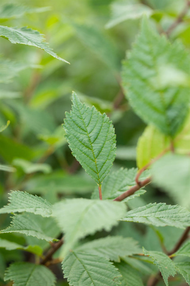 Ulmus laevis VkG 1 mit Belaubung, erhältlich von 50-80 bis 450-650 cm ;;ab 2,35 Euro