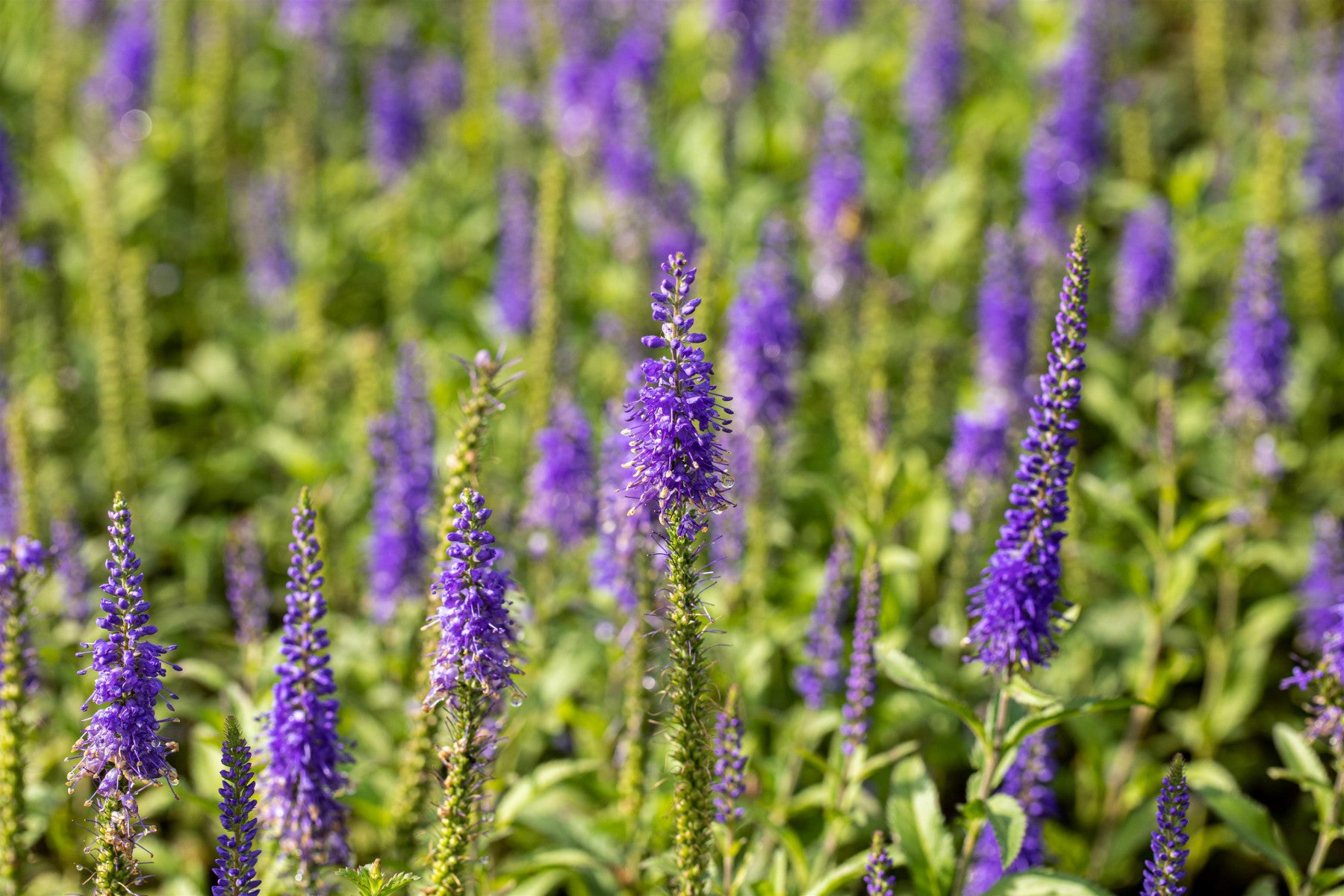 Veronica longifolia (Langblättriger Ehrenpreis)