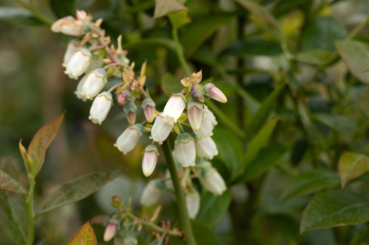 Vaccinium corymb. 'Brigitta' mit Blüte, erhältlich von 30-40 bis 40-60 cm ;;ab 16,90 Euro