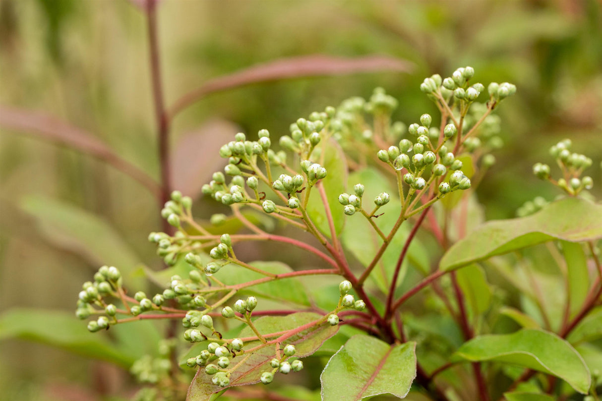 Photinia serratifolia mit Früchten, erhältlich als: Solitär ; Einsatz: Hecke ; Pluspunkt: pflegeleicht;;günstig mit Qualität