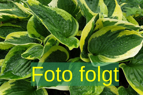 Bild wird ergänzt für Hosta nigrescens 'Krossa Regal' (Graublaue Garten-Funkie)