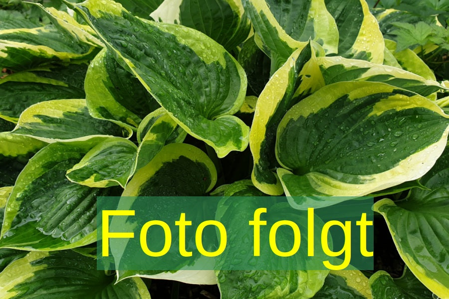 Hosta x tardiana 'El Nino' (Garten-Funkie)