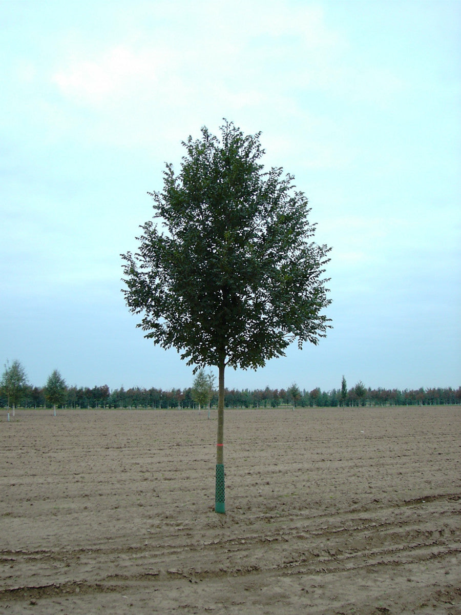 Fraxinus excelsior VkG 3 (Gemeine Esche)