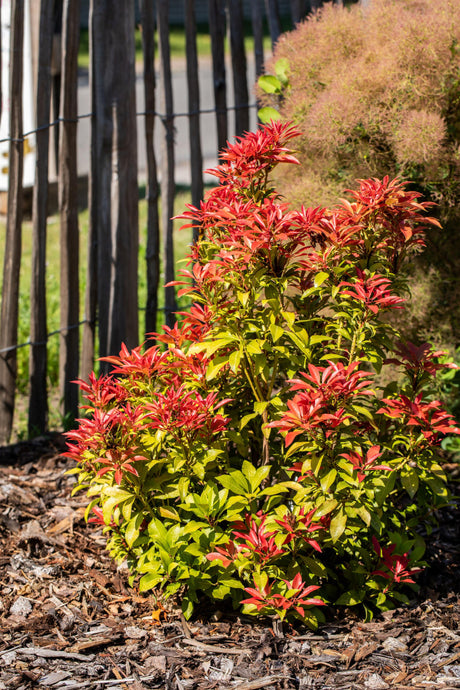 pieris mountain fire mit Blüte, erhältlich als: Solitär ; Einsatz: Kübel ; Pluspunkt: auffällige Blüten;;günstig mit Qualität