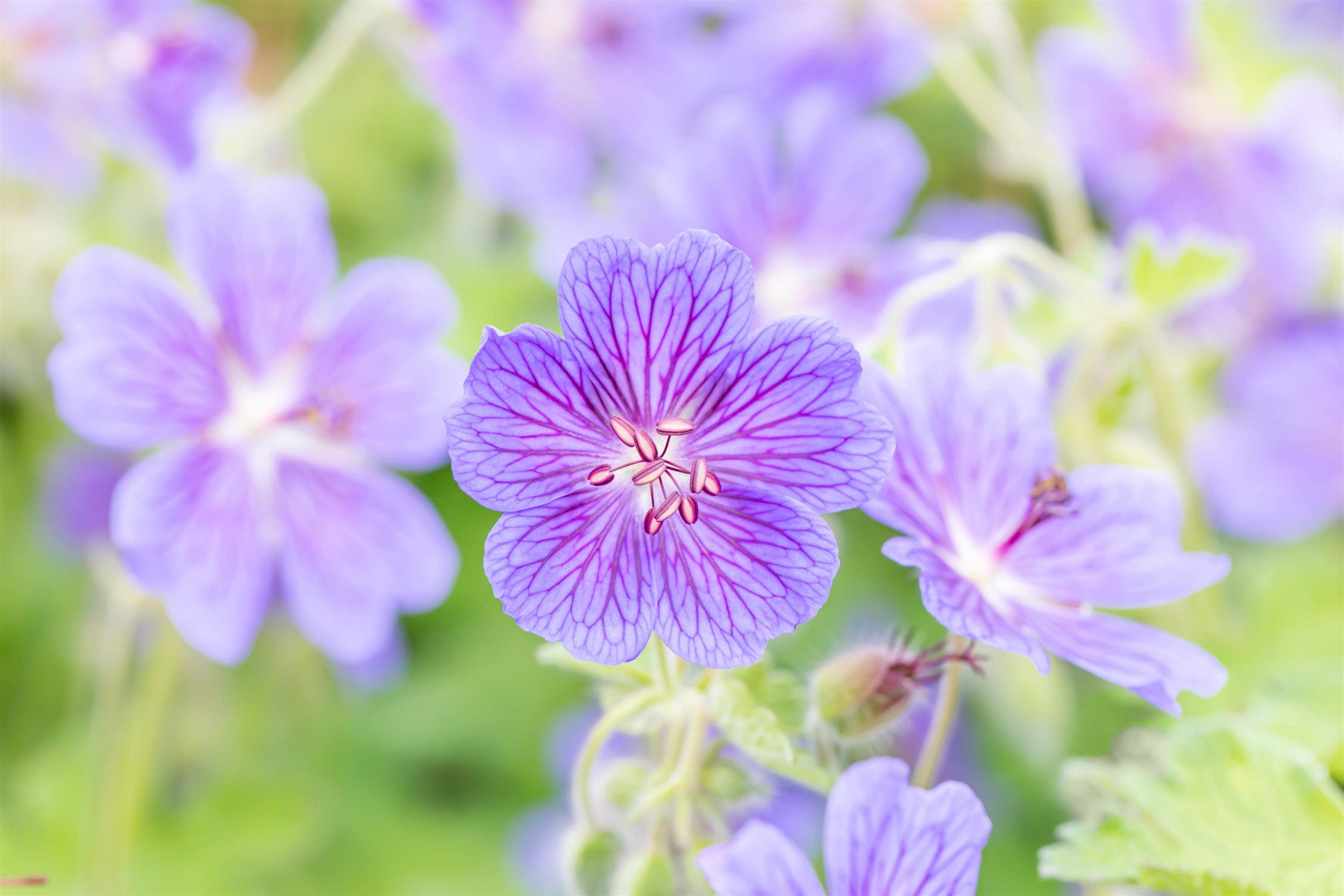 Geranium renardii 'Terre Franche' (Garten-Storchschnabel)