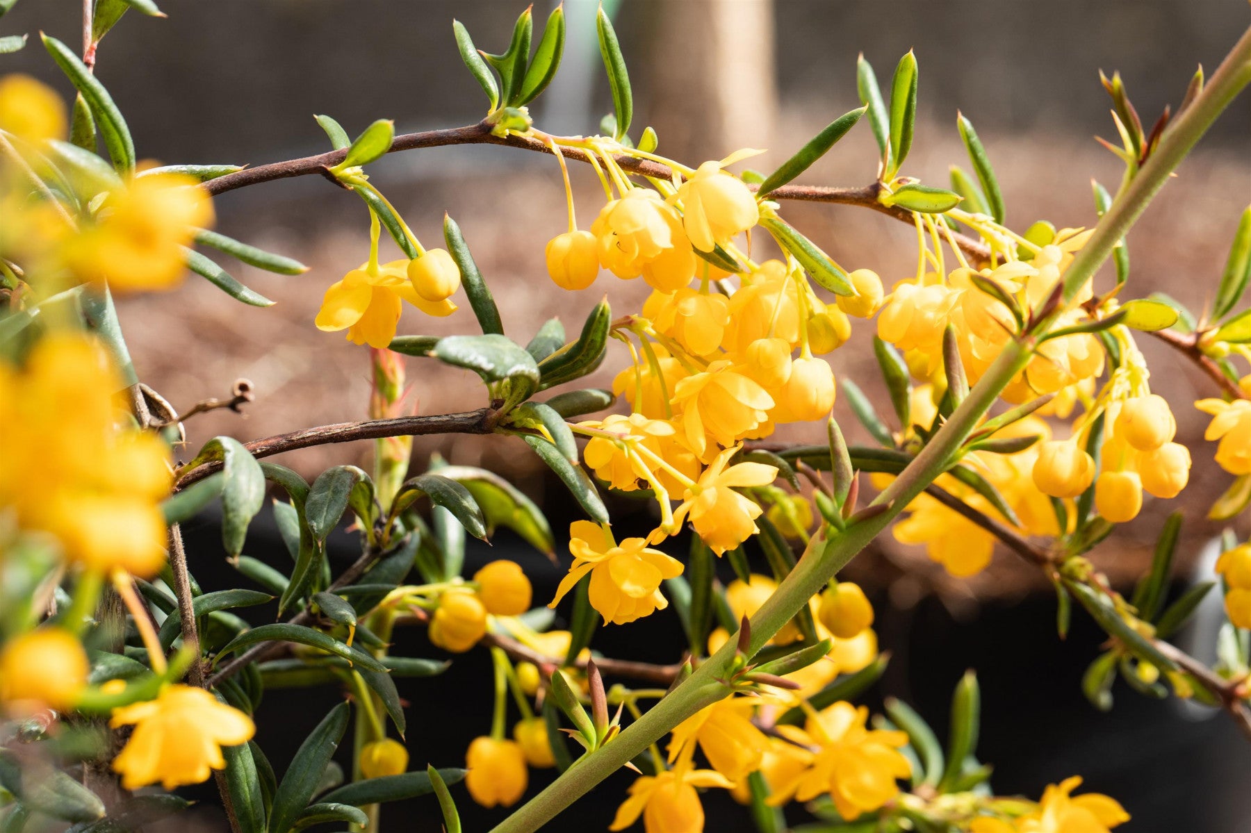 Berberis hybrido-gagnepainii (Hybrid-Lanzenberberitze)