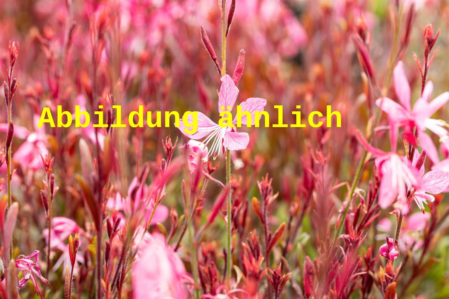 Gaura lindheimerii 'Siskiyou Pink' (Prachtkerze)