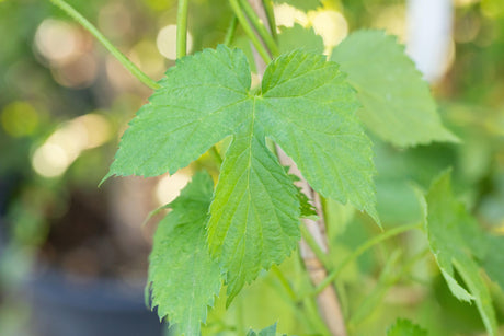 Vitis 'Kerner' mit Sommerbelaubung, erhältlich von 80-100 bis 80-100 cm ;;ab 32,10 Euro