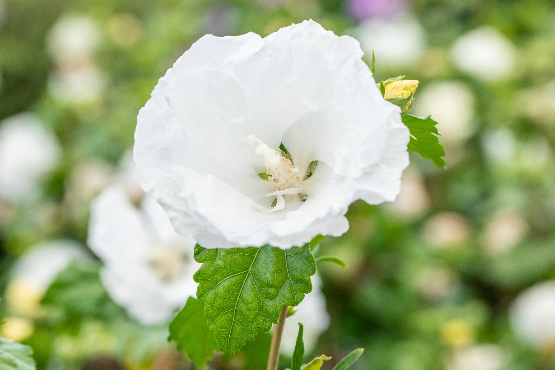 Hibiscus syriacus 'William R. Smith' (Garteneibisch 'William R. Smith')