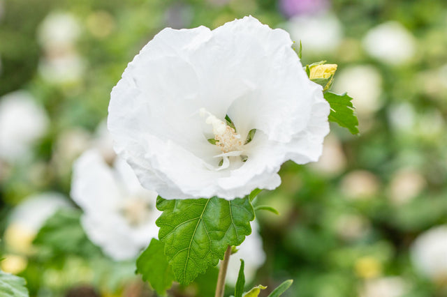 Hibiscus syriacus 'William R. Smith' mit Blüte, erhältlich von 40-60 bis 200-250 cm ;;ab 24,60 Euro