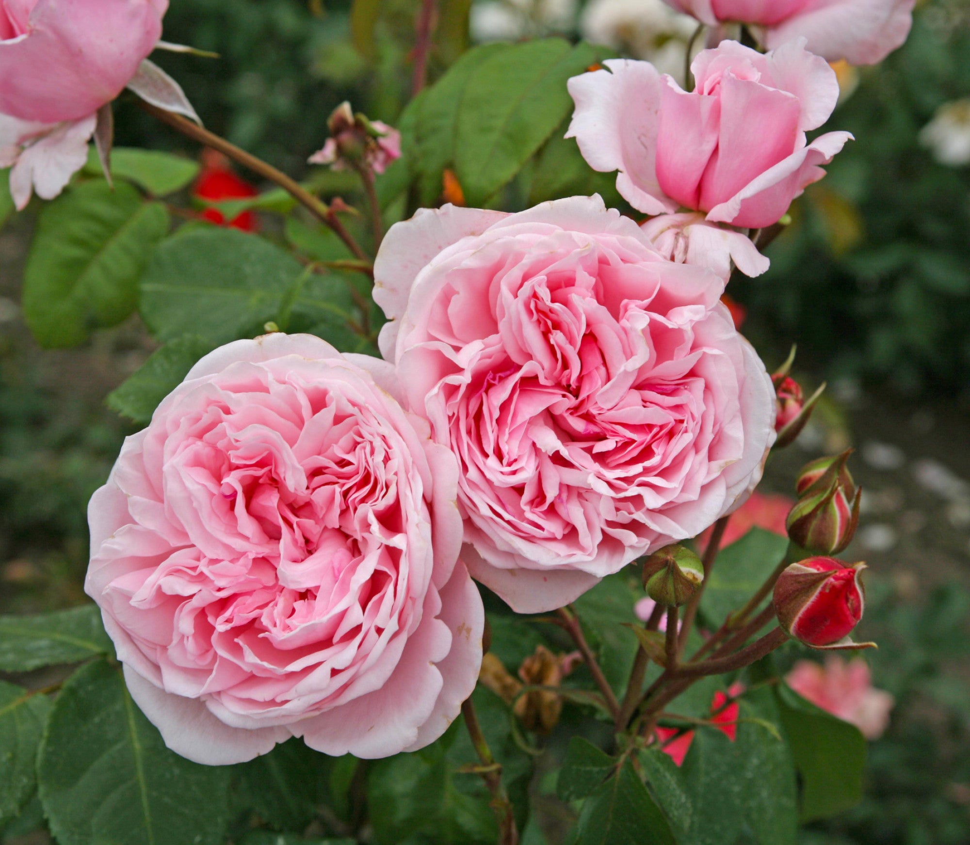 Rosa 'Kiss Me Kate' KL (Kletterrose 'Kiss Me Kate' -R-)