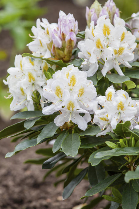 Rhododendron Hybr. 'Madame Masson' mit Blüte, erhältlich von 40-50 bis 90-100 cm ;;ab 41,60 Euro