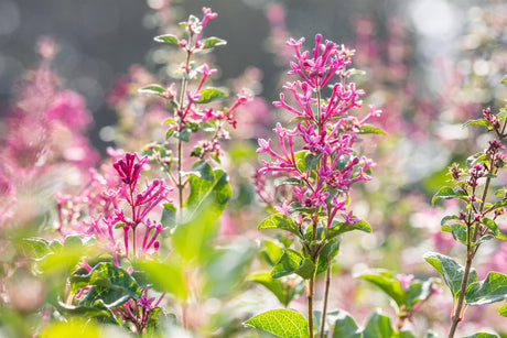 Syringa vulg. 'Mrs. Edward Harding' mit Blüte, erhältlich von 40-60 bis 150-175 cm ;;ab 8,25 Euro