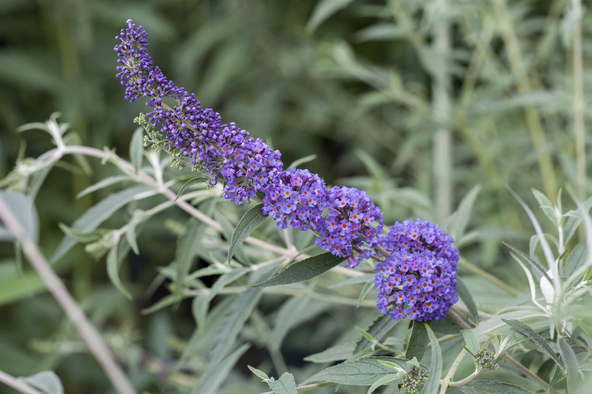 Buddleja davidii 'Ellen's Blue' , erhältlich von 60-100 bis 125-150 cm ;;ab 13,00 Euro