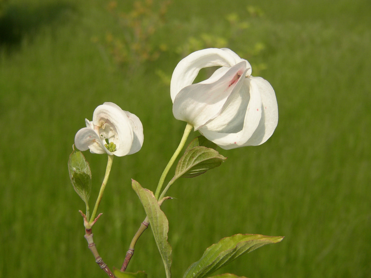 Amerikanischer Hartriegel mit Blüte ; Einsatz: Bienenweide ; Pluspunkt: herbstfärbung;;mit zeitnaher Lieferung