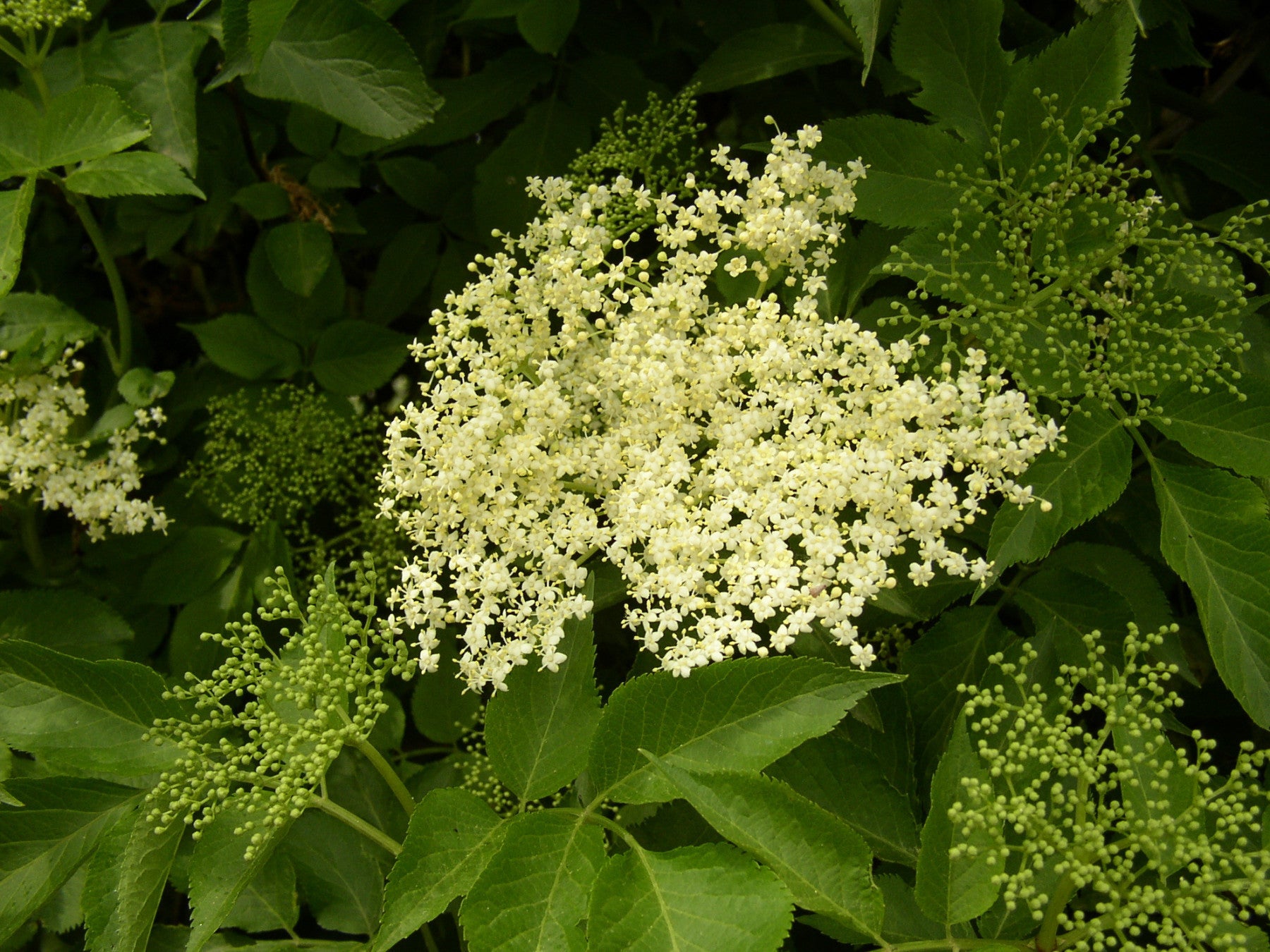 Sambucus nigra VkG 3 (Schwarzer Holunder)