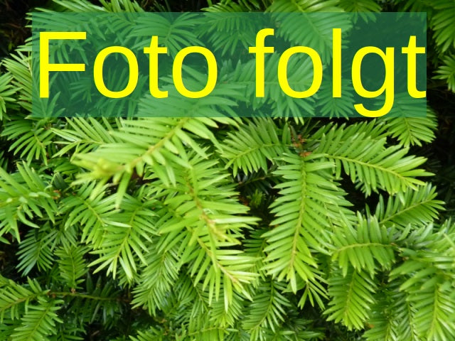 Bild wird ergänzt für Taxus cuspidata 'Nana' (Japan.Zwergeibe)